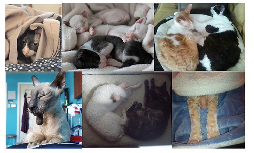 2018 Cornish Rex Friends Calendar November Available at co… Flickr