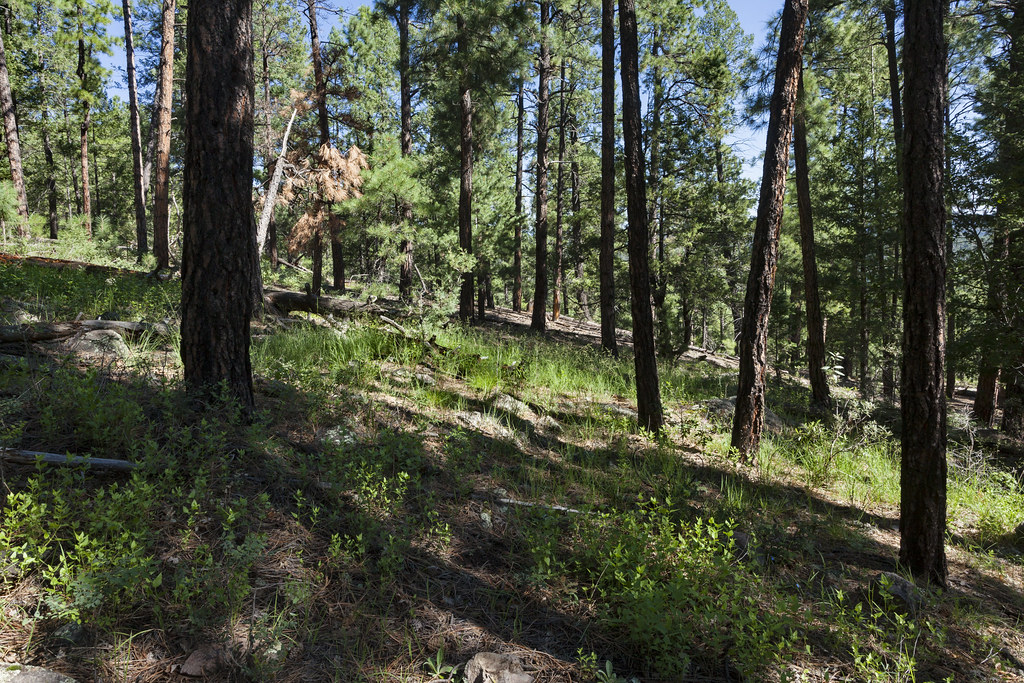 Tadpole Ridge Pinos Altos Range, on the west side of NM Hw… Flickr