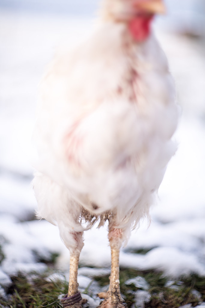 ChickenWinterPhotosession Canon 5DMark III, Carl Zeiss … Flickr