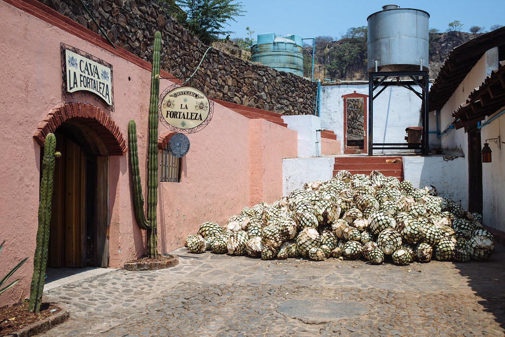 Tequila, Mexico Tequila Fortaleza Distillery Tour Lauren Randolph