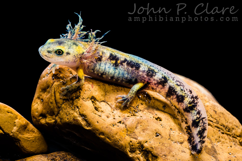 European Fire Salamander larva (Salamandra salamandra sala… Flickr
