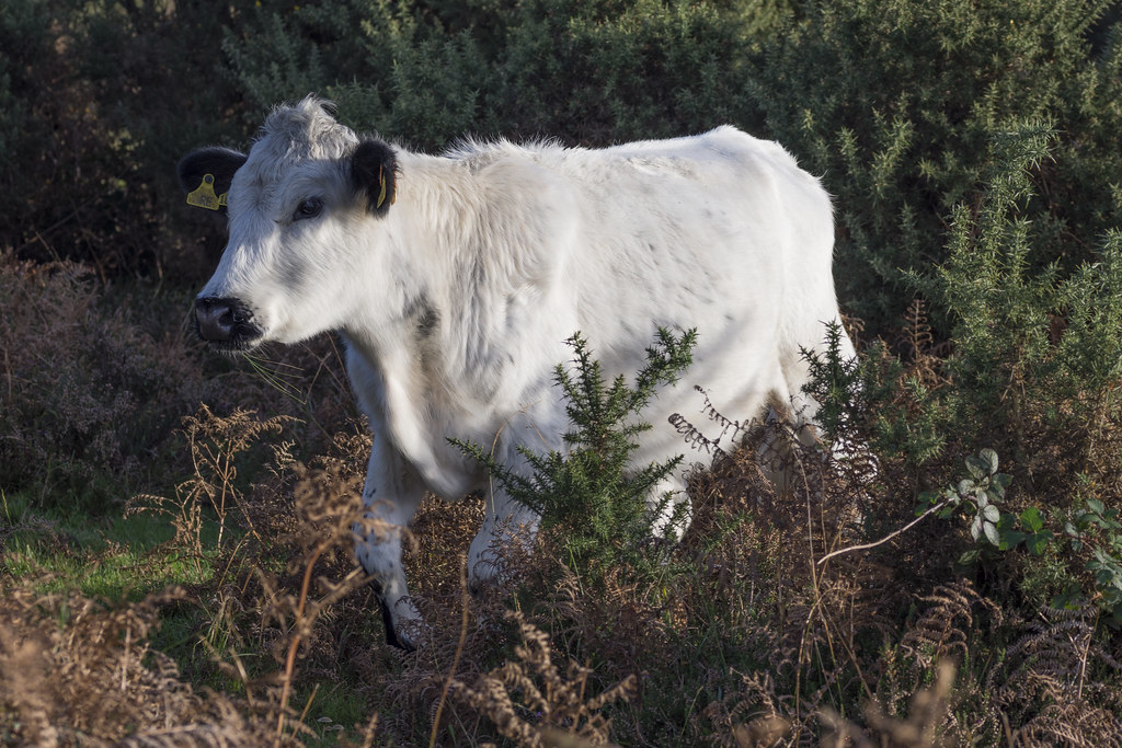 British White Cow, Picket Post, New Forest, Hampshire, UK Flickr