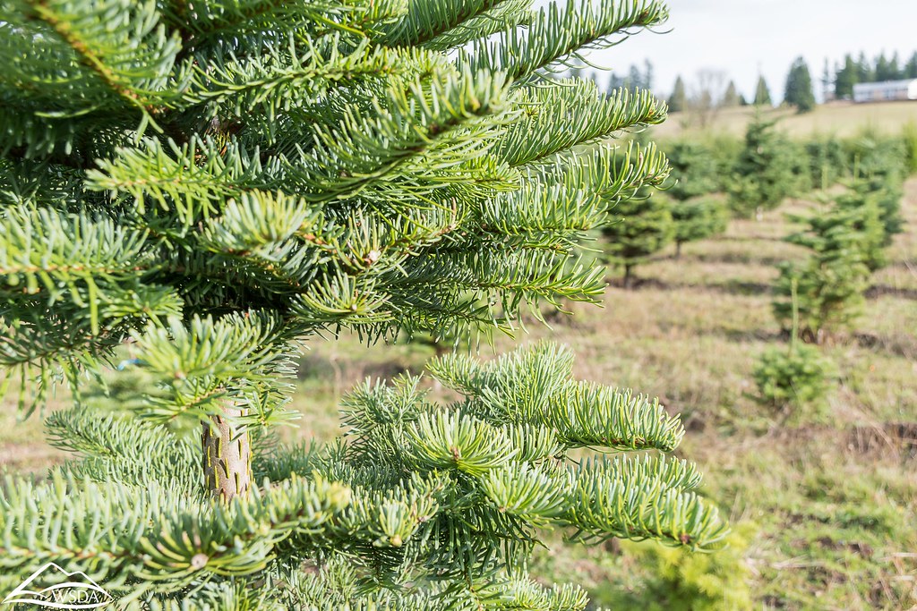 Washington Christmas Tree Farm Visiting a Christmas tree f… Flickr