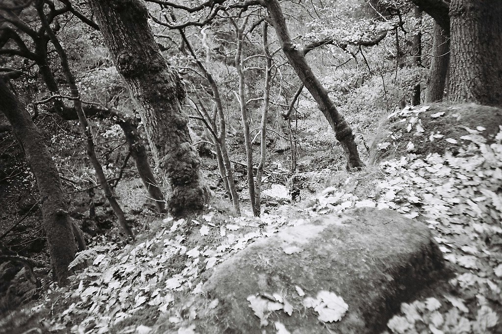 Lomo LCA, Ilford XP2 Jonny Sound Flickr