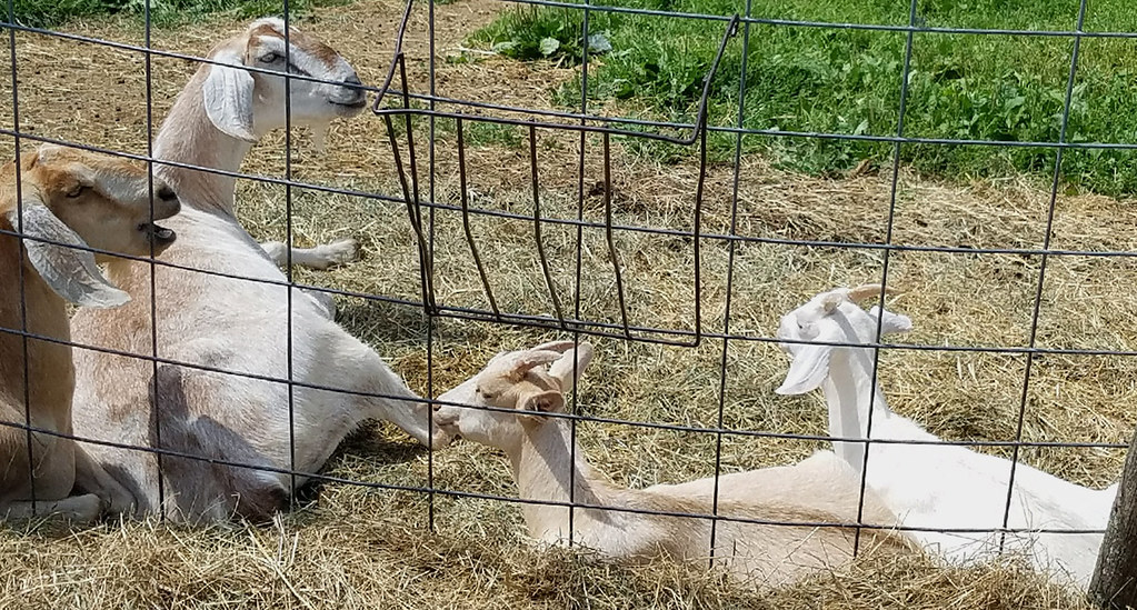 Goats This group resides at a farm in Paxton, Massachusett… Flickr