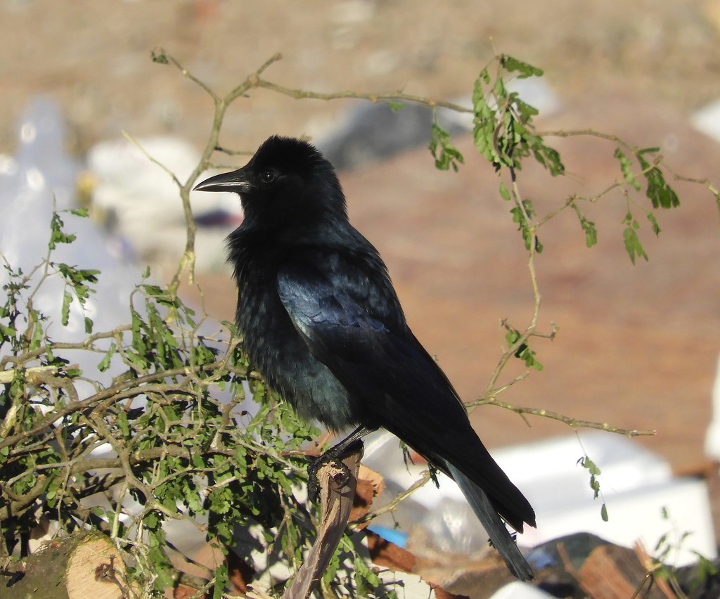Tamaulipas Crow Seen at Brownsville Landfill, Texas, US Brendan