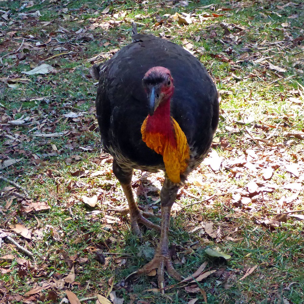 Turkey Talk Brush turkeys are blamed for damaging gardens … Flickr