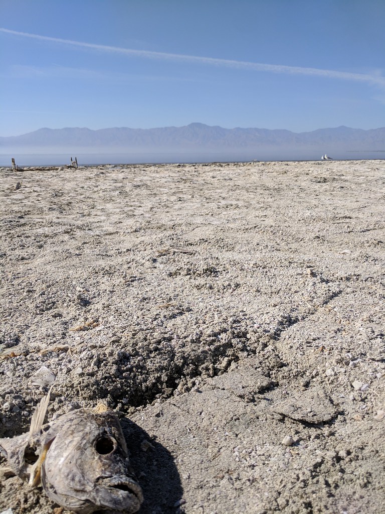 Dead fish at Salton Sea sporst Flickr
