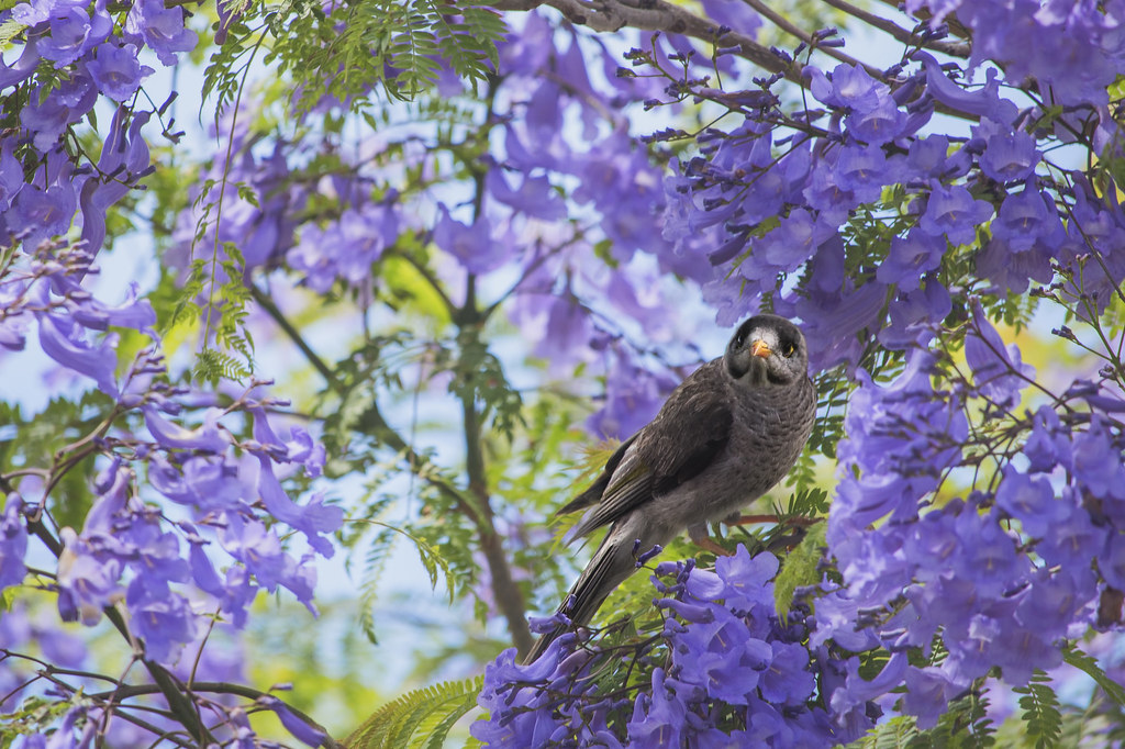 Googly eyed and Jacaranda 👀 They eat Jacaranda flowers *t… Flickr