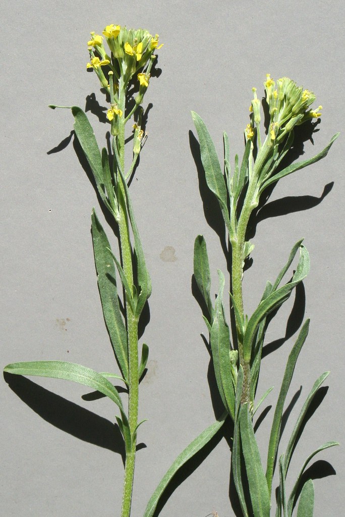 Plants_OB_408 Erysimum repandum, spreading wallflower. Col… Flickr