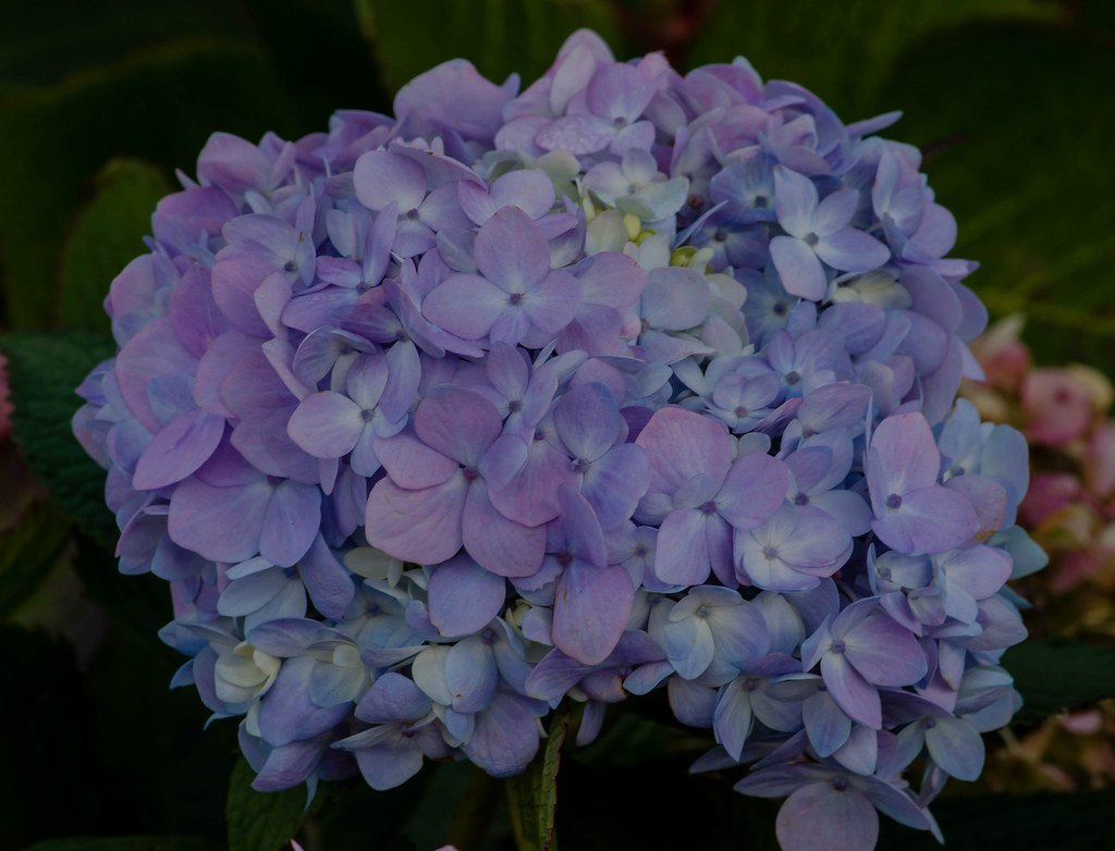 November Hydrangeas Frank Flickr