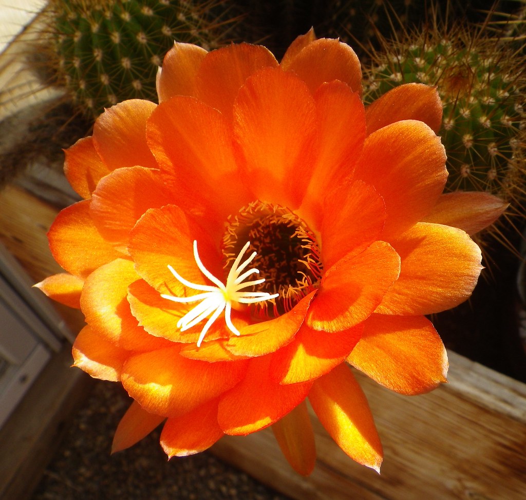 Trichocereus hybrid "Propane" A Mark Dimmitt hybrid. Flickr