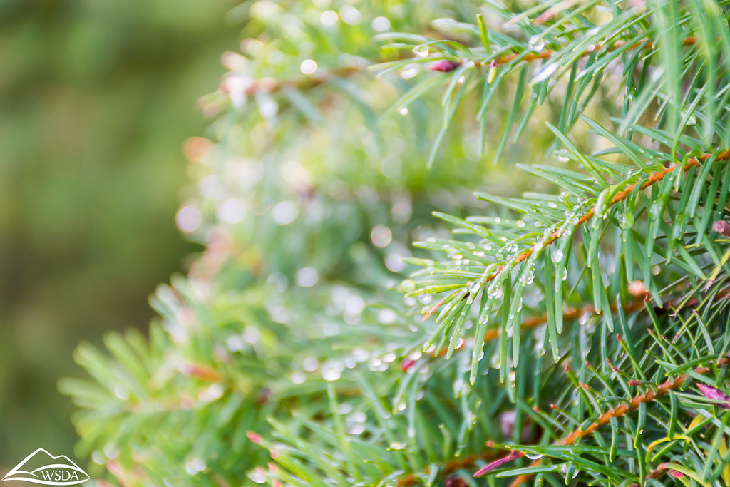 Washington Christmas Tree Farm Visiting a Christmas tree f… Flickr