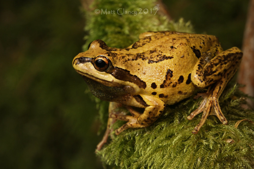 Whistling Tree Frog (Litoria verreauxii) South Gippsland, … Flickr