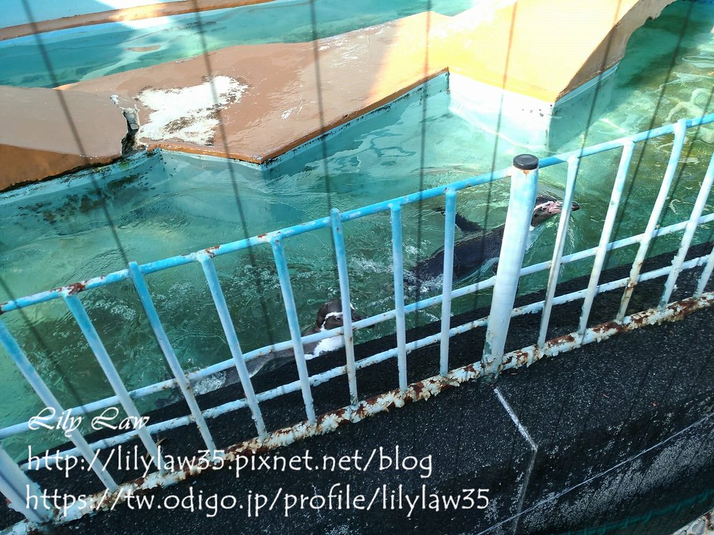 23546873_1862045073824624_1106748119_o Lily Law Flickr