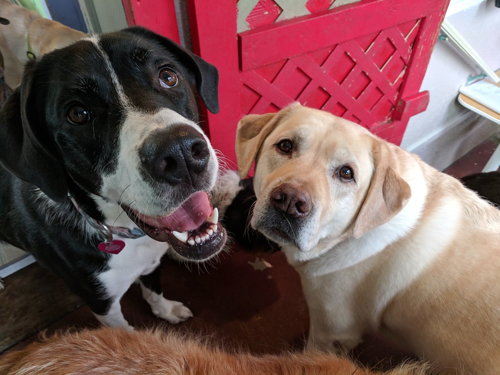 Noel & Harvey Happy Hounds Flickr