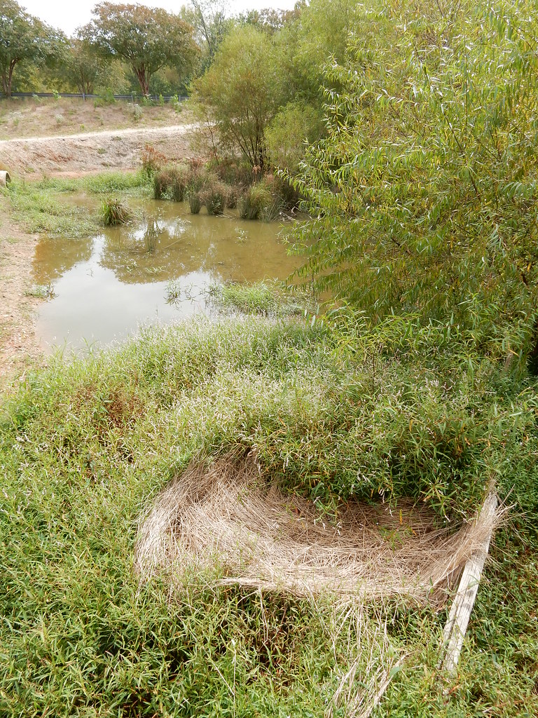 mammal apparent deer bed Raleigh greenway Crabtree Blvd nc… Flickr