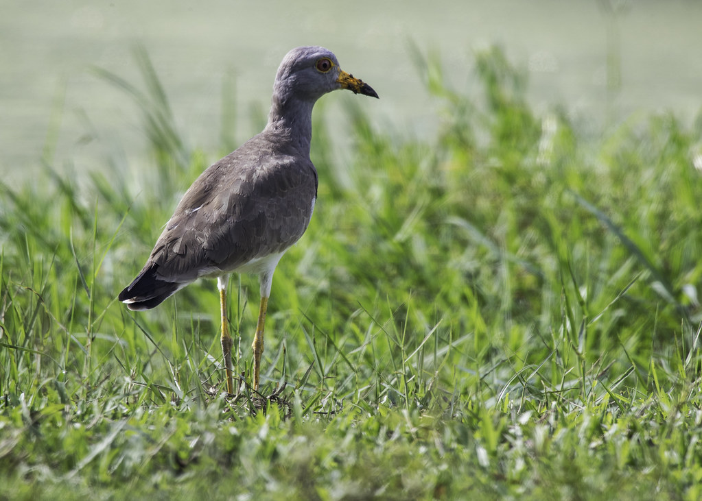 GreyHeaded Lapwing. The greyheaded lapwing is a lapwing … Flickr