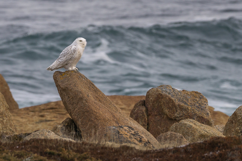 Snowy Owl, Dec 9th2017, Deadman's Bay, NL70532 Barry Hall Flickr
