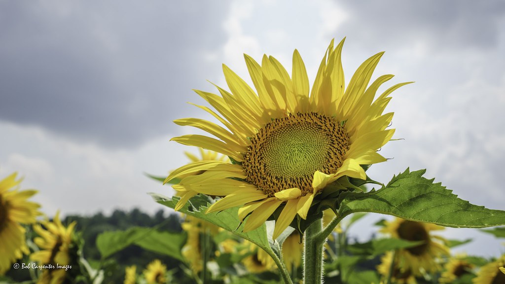 "..May the sun shine warm upon your face.." This sunflower… Flickr