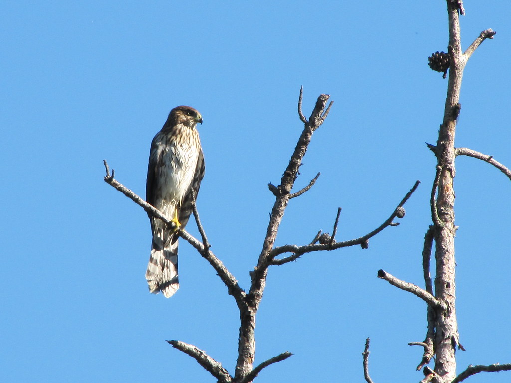 Cooper's Hawk First sighting. Churchville Nature Center Bird Quest