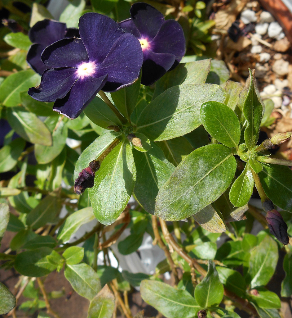 'Jams 'n Jellies' Blackberry Vinca (Catharanthus roseus) … Flickr