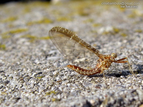 Cloeon dipterum imago Cloeon dipterum imago Flickr