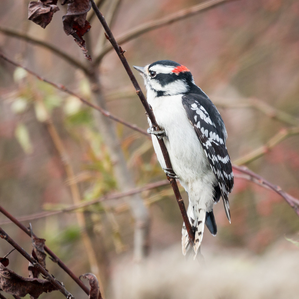 Downy Woodpecker [89/100] In the home stretch of this proj… Flickr
