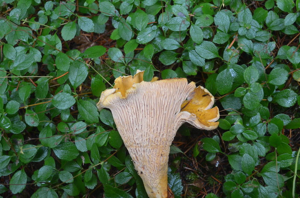 Chanterelle Cantharellus cascadensis or is it simply a C… Flickr