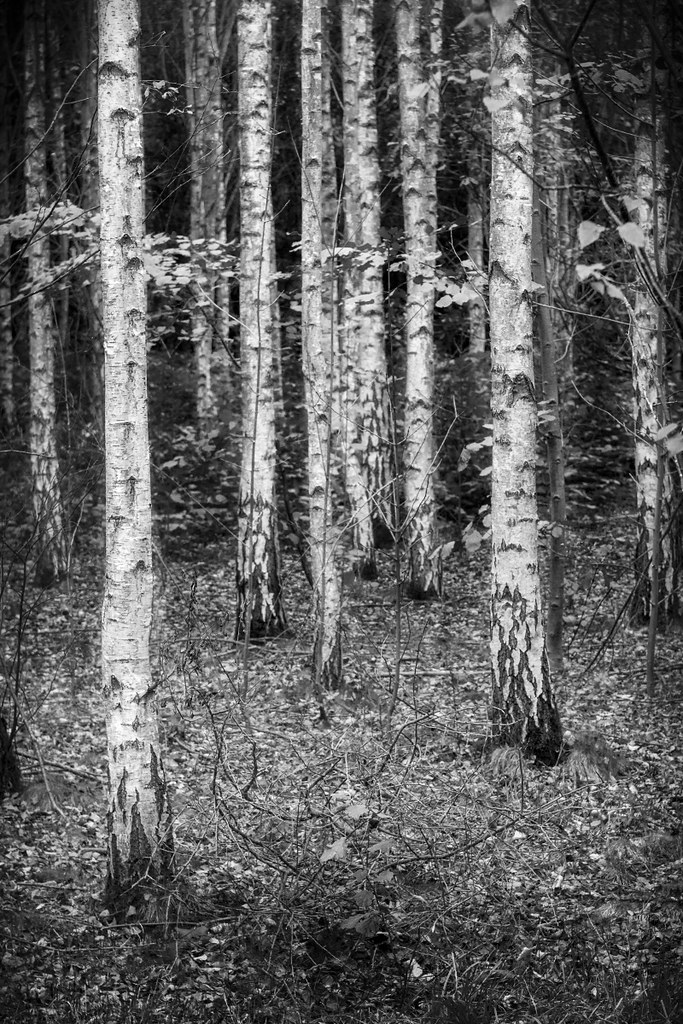 Birch Woodland, Gibbet Hill Wood. OM 28mm f3.5 digital defect Flickr