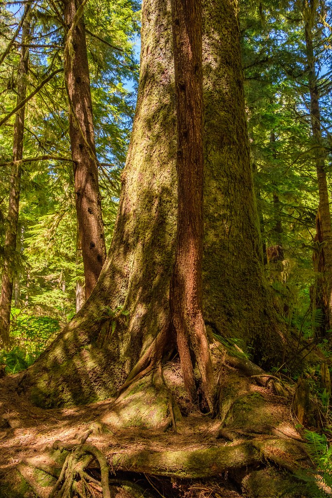 Big Timber Forest Western Canada, Section 5 Vancouver Isl… Flickr