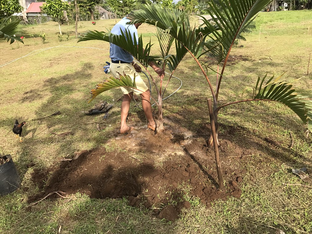 Edmund plants champagne palm trees. Annie TanYee Flickr