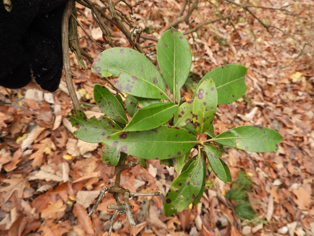 mountain laurel leaf spot 11/10/17 Howard County, Savage q… Flickr