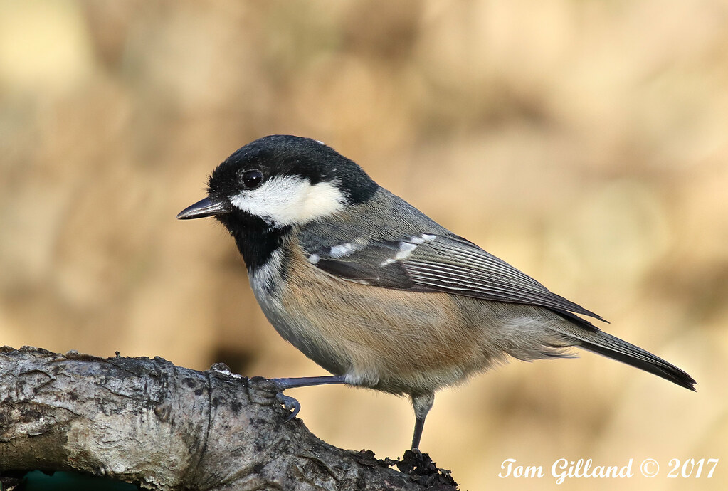 Coal Tit, Burngrange Gardens, West Calder (2) 12 November … Flickr