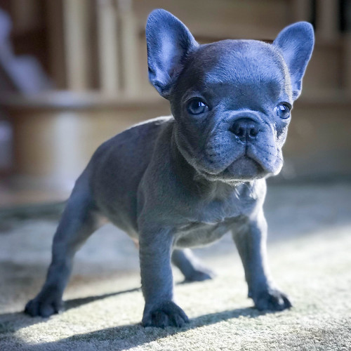 Lilac French BullDog Puppy Frenchie named "Ozzy" Flickr