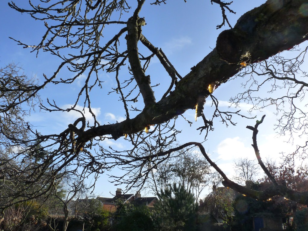 Dying plum tree. We have several elderly fruit trees in ou… Flickr