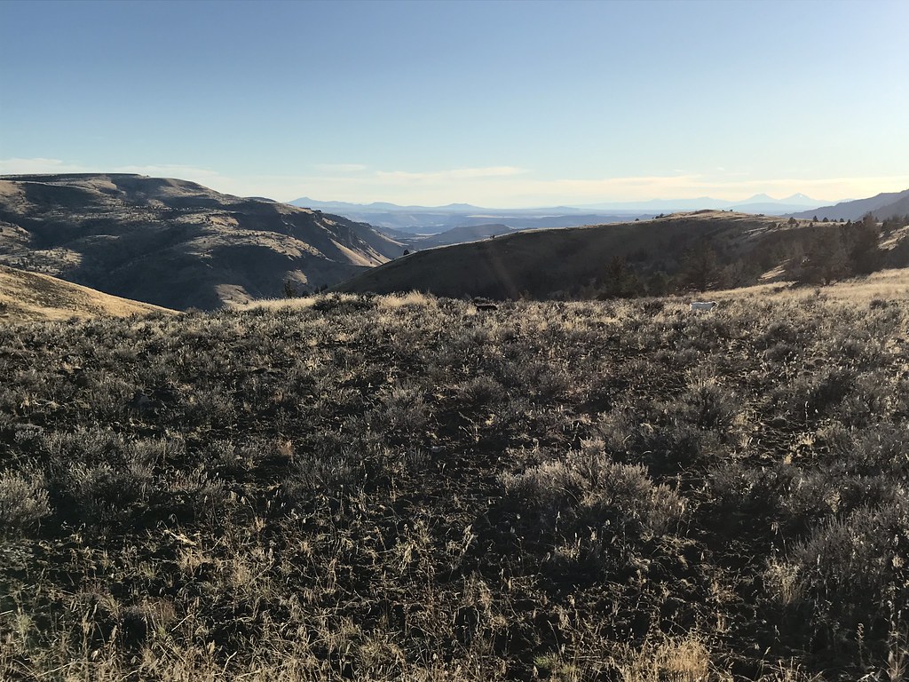 Hunting in central Oregon Hunting for Hungarian partridge … Flickr