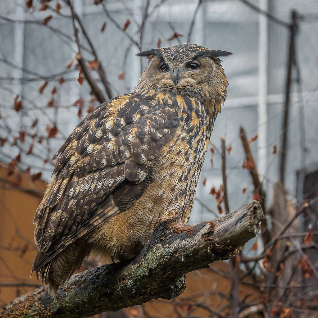 Eurasian EagleOwl, National Aviary (Pittsburgh, PA) Flickr