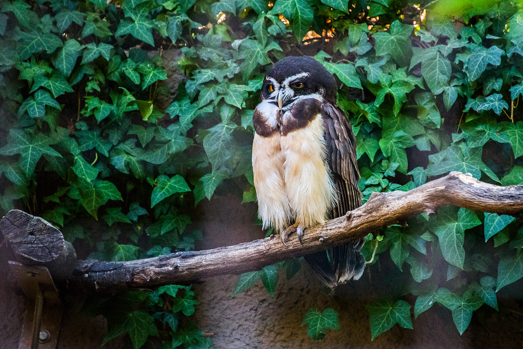 Spectacled Owl Los Angeles Zoo GML_6482 Landis Flickr