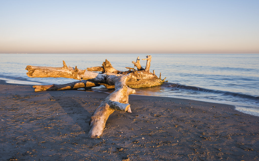 Golden tree trunk Tree trunk on the beach "Les Aresquiers"… Flickr