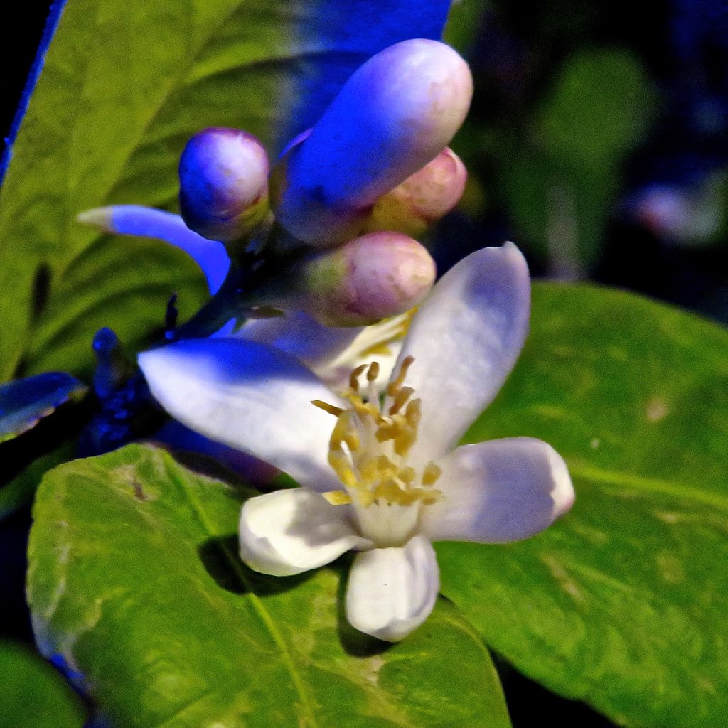 Citrus Blooms At Night in December The citrus tree is on a… Flickr