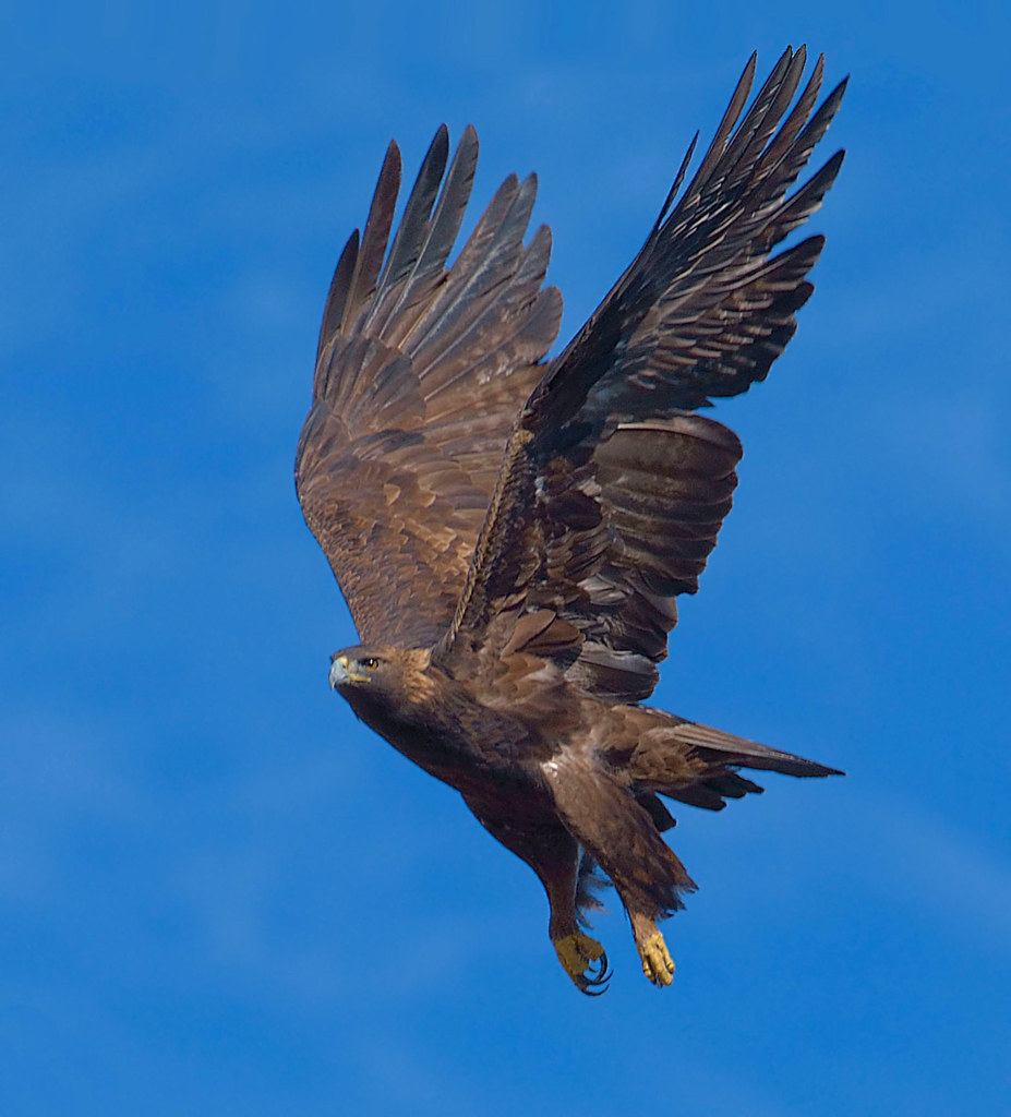 Golden Eagle Milpitas, CA Raymond C Flickr