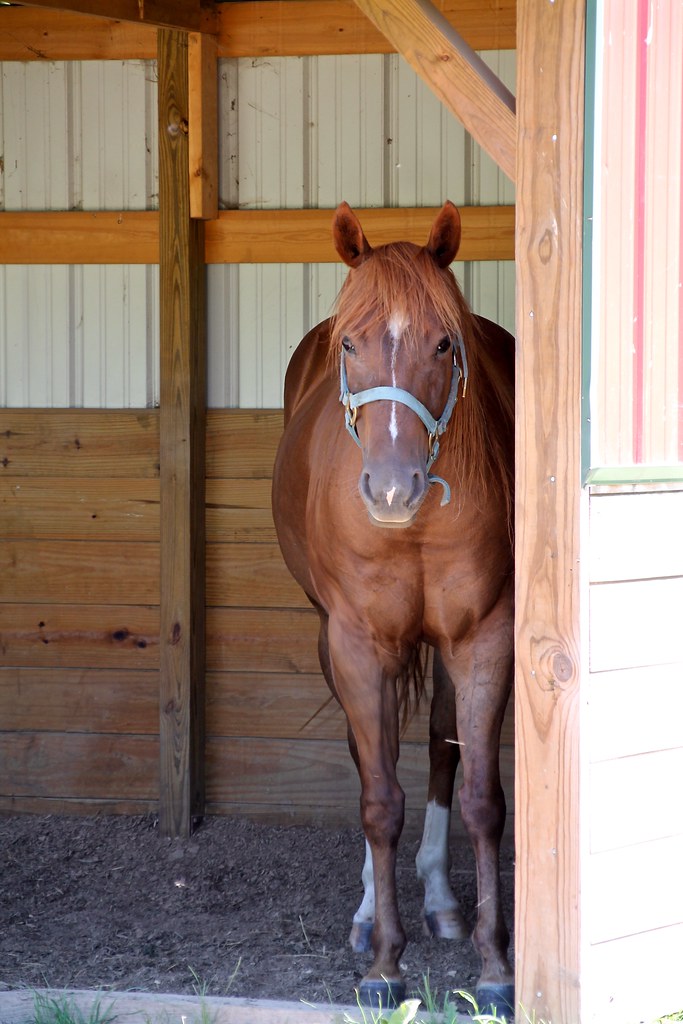 IMG_3074 Rowley Creek Lavender Farm, near Baraboo, Wiscons… Flickr