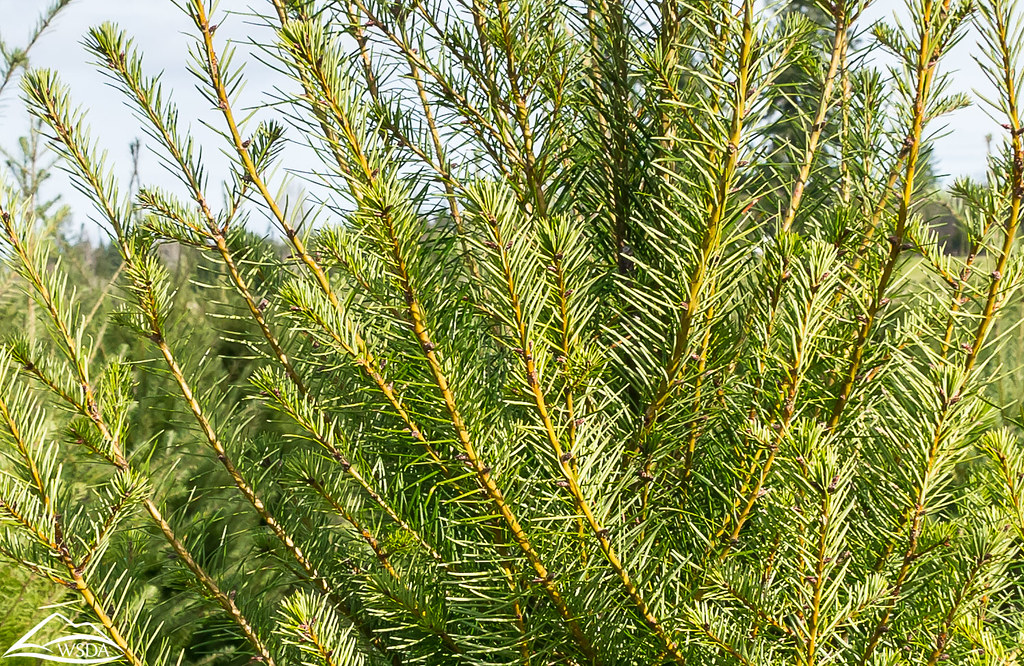 Washington Christmas Tree Farm Visiting a Christmas tree f… Flickr