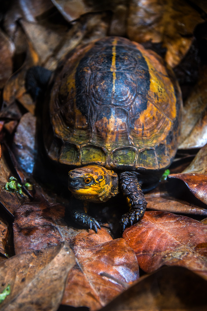 Fresno Chaffee Zoo Indochinese box turtle GML_5734 Landis