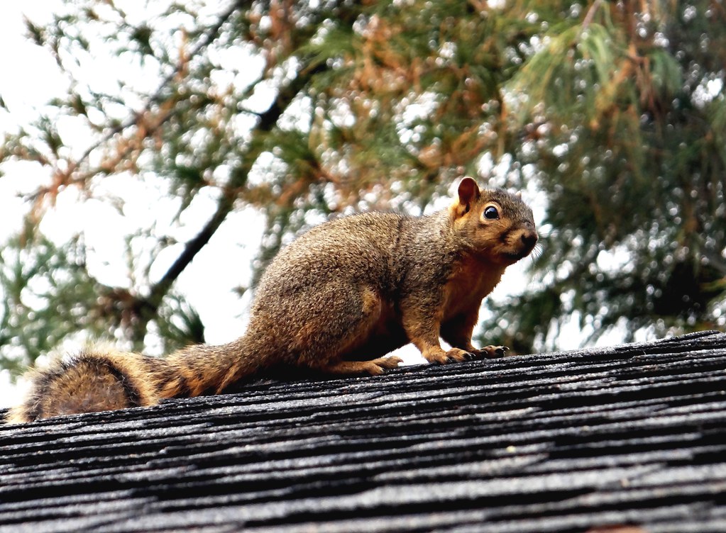 Squirrel on roof. Eastern fox squirrel. Photo by Frank. Frank