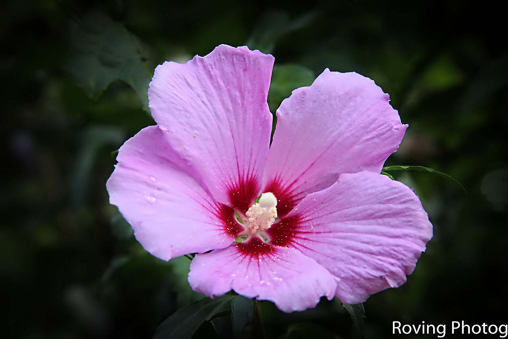 Hibiscus Taken in Massachusetts, USA Robert Magina Flickr