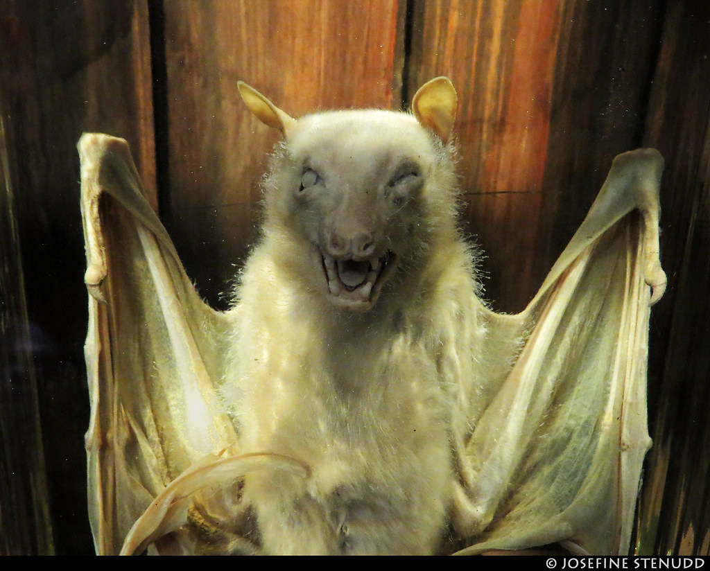 20170424_05 Fruit bat Grant Museum of Zoology 21 Unive… Flickr