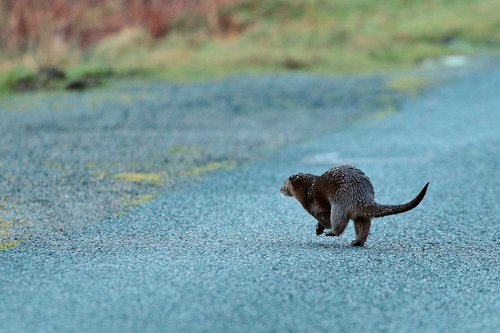 Otter running across road Adrian Groves Flickr