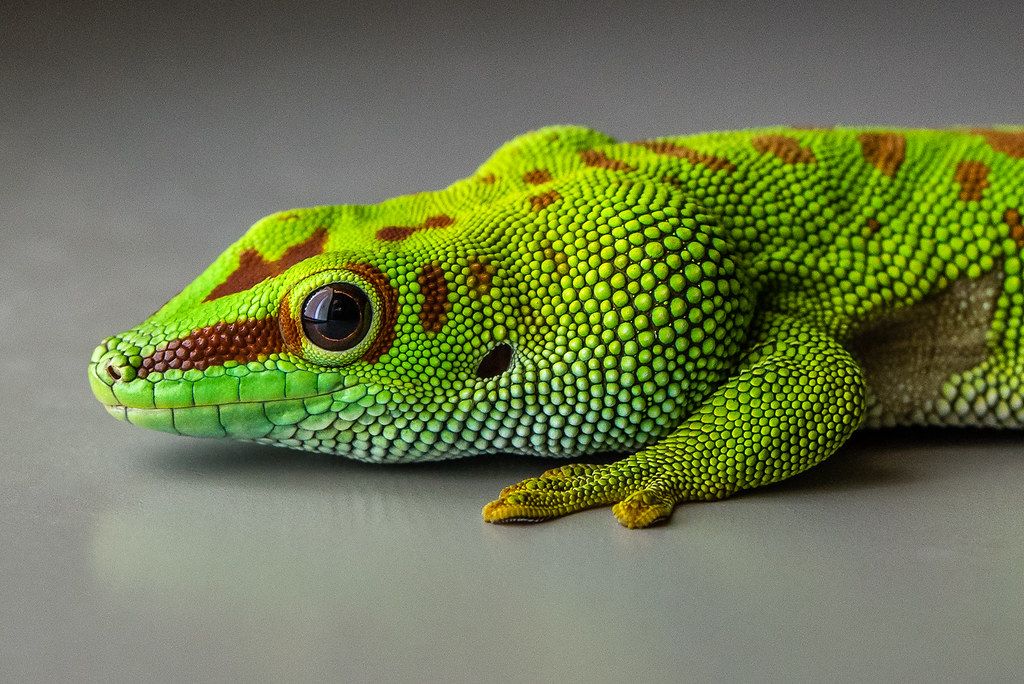 Madagaskar Taggecko 2 (Zoo "Wilhelma", Stuttgart) Flickr